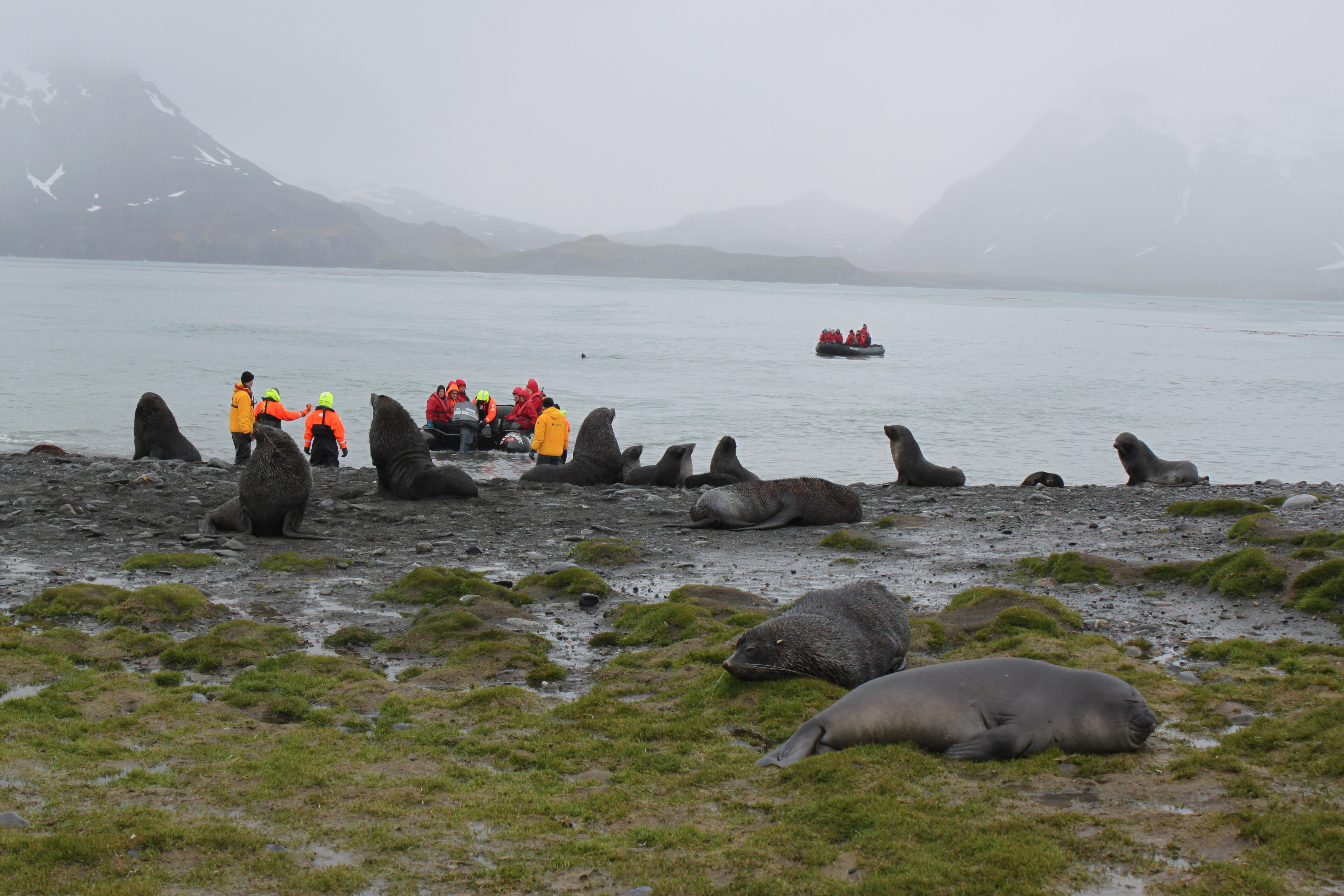 Unsere erste Zodiac Anlandung